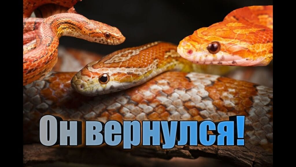 Что делать, если нашел змею?