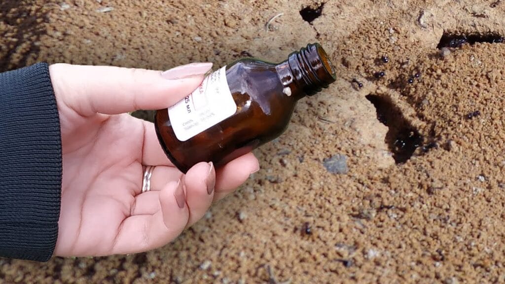 Как быстро избавиться от муравьев на кухне?