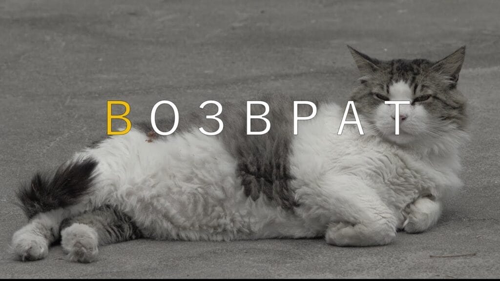 На какой товар выдается подмена?