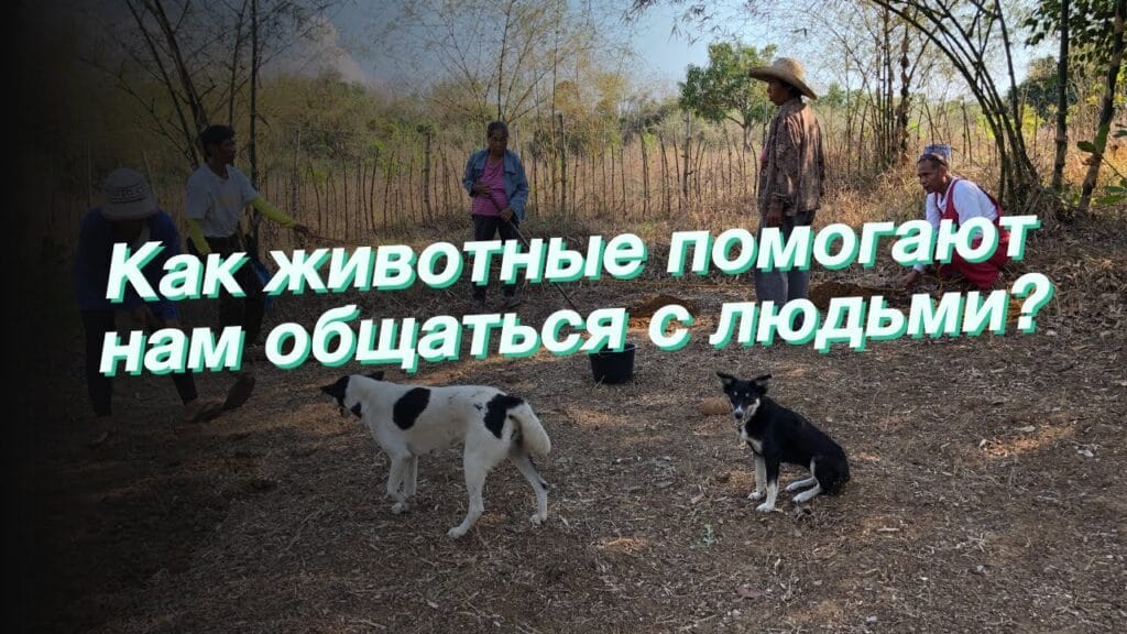 Поможет ли нам ИИ общаться с животными?