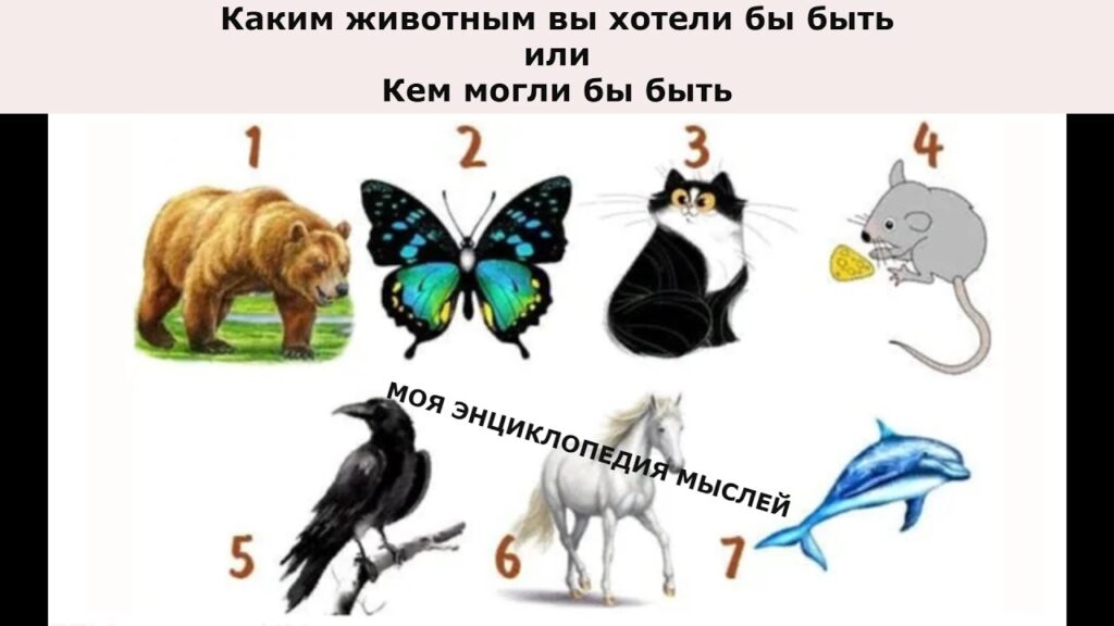 Каким животным вы хотели бы быть и почему?