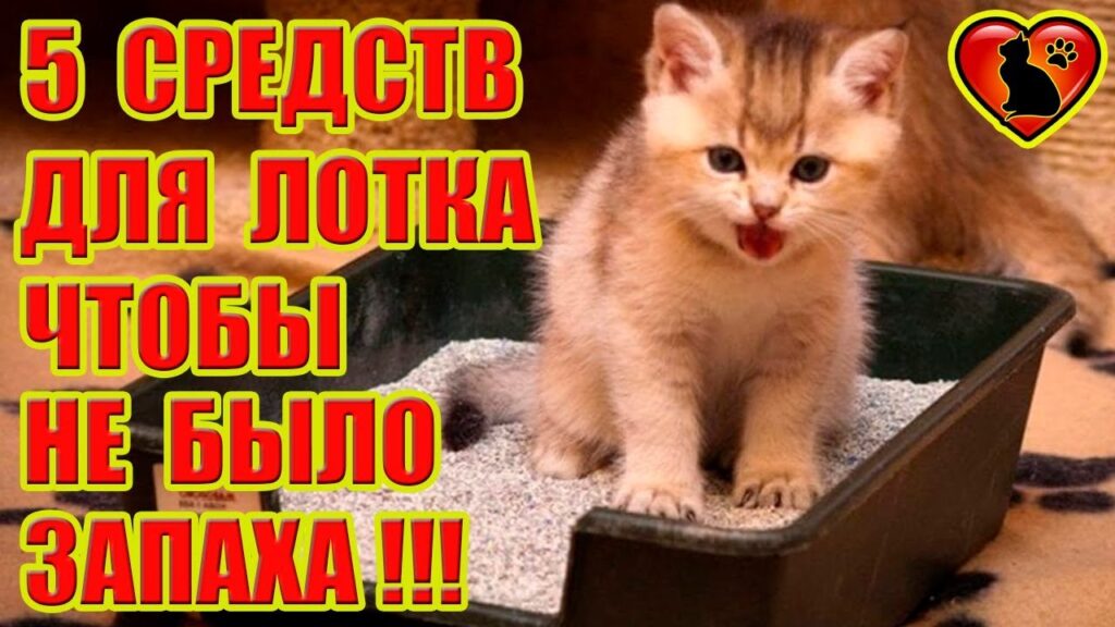 Что лучше всего поглощает запах?