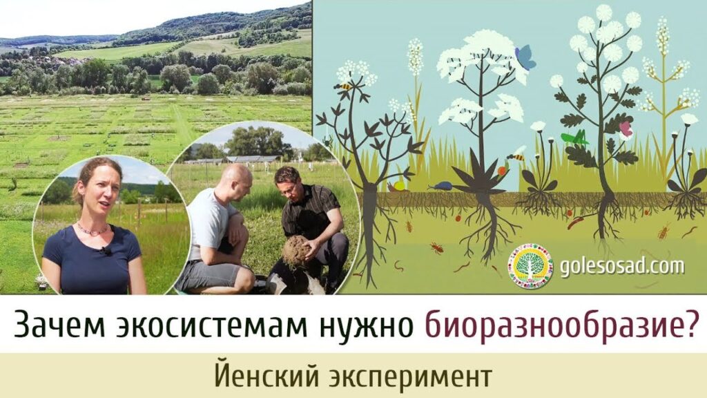 Что влияет на биоразнообразие?