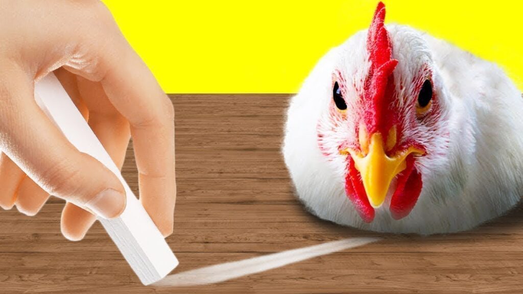 Из каких животных делают одежду?