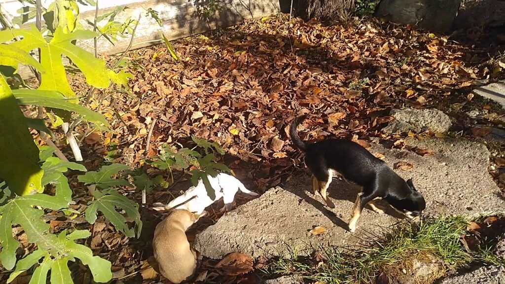 Как происходит доставка щенков?