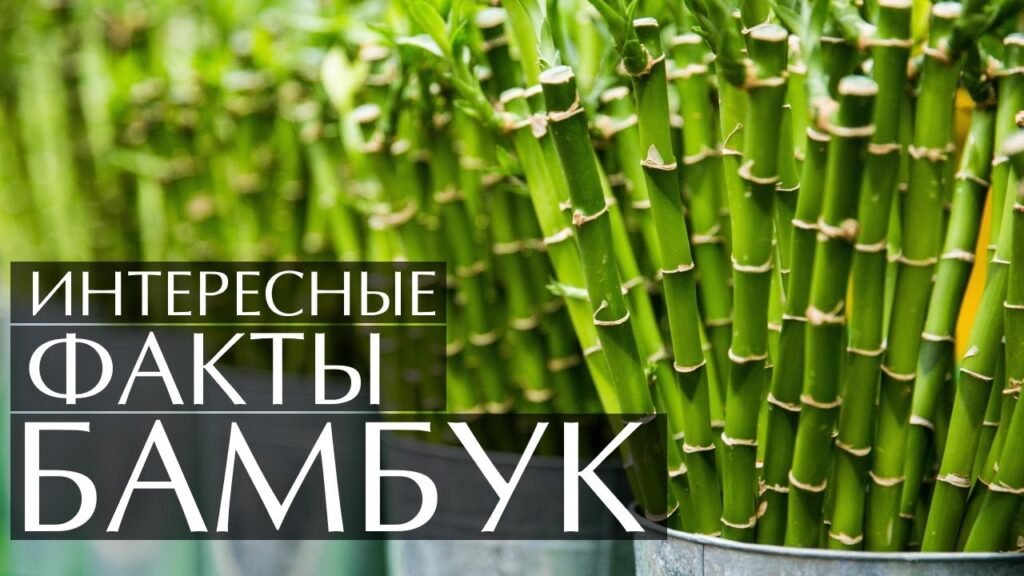Каковы преимущества бамбука?