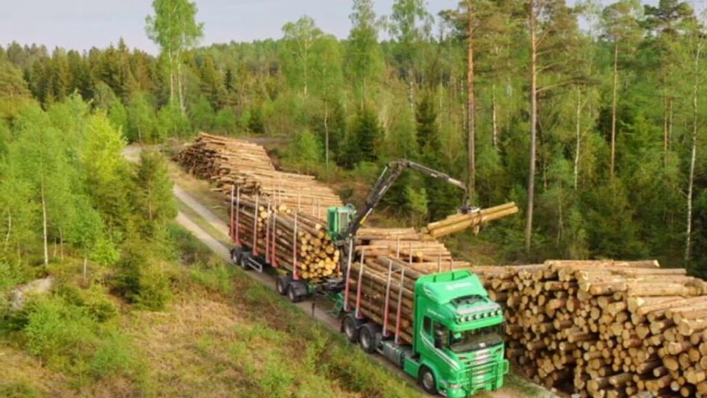 Каковы причины обезлесения?