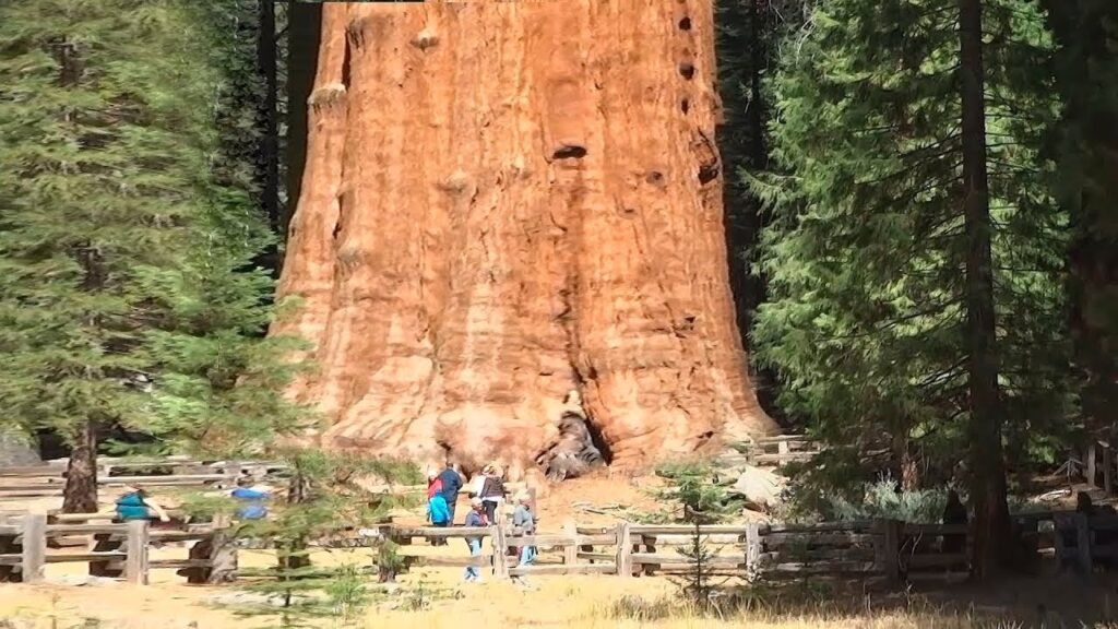 Сколько во всём мире деревьев?